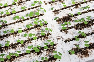 Arugula in the early stages of growth, two days after seeds were germinated in the furrows of a Styrofoam board. (Photo by Bud Glick)