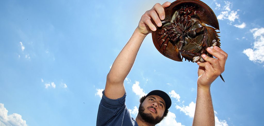 Fordham student Adam Aly holds a horsehoe crab up in the air.