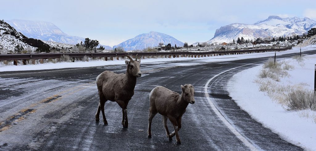 Two bighorn sheep, a lamb and ewe, trot across US Highway 14-16-20 leading from Cody, Wyoming, to Yellowstone National Park.