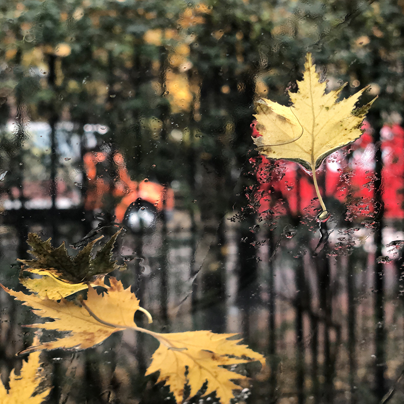 Wet Leaves on Windshield at Lincoln Center Campus