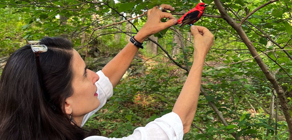 Carolyn Monastra hanging a bird cutout in a tree for the DIvergence of Birds photo project.