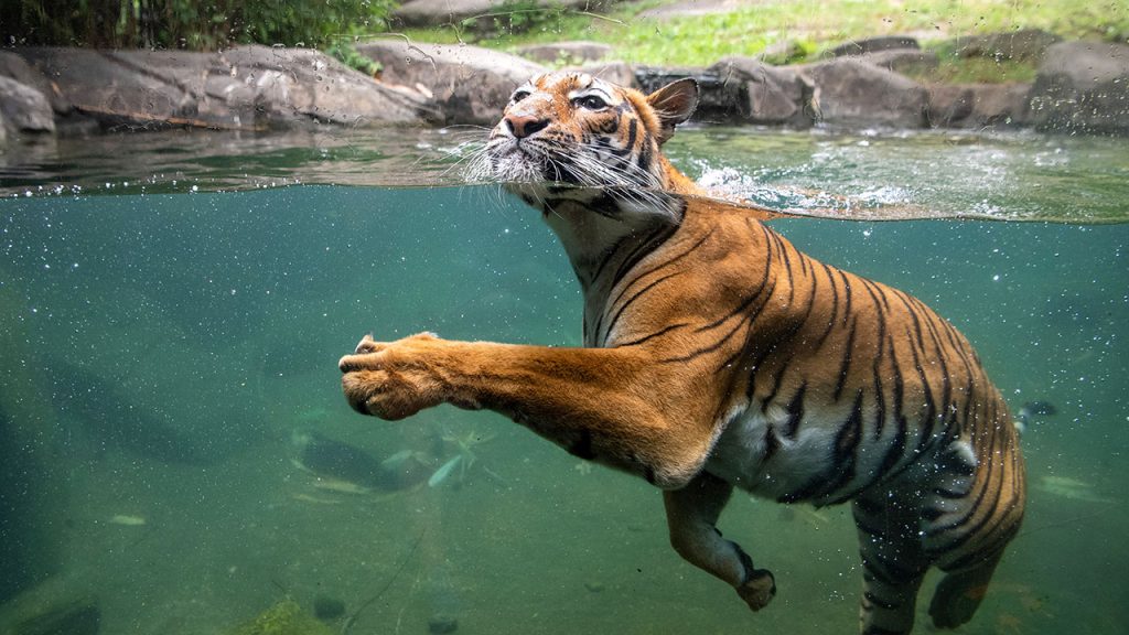 Underwater view of a tiger swimming