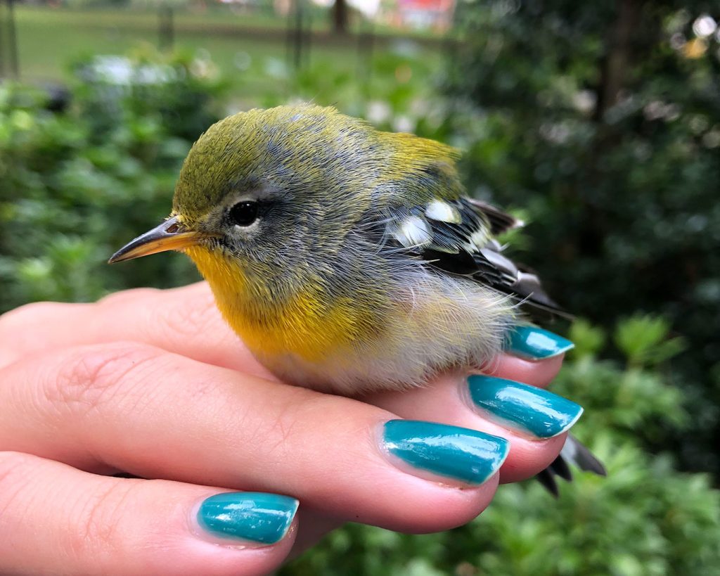 A small yellow bird sitting on a person's hand.