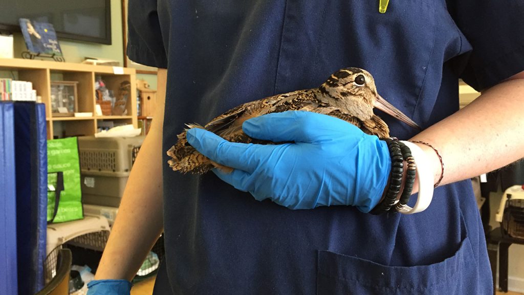 An injured bird sitting in a person's arms.