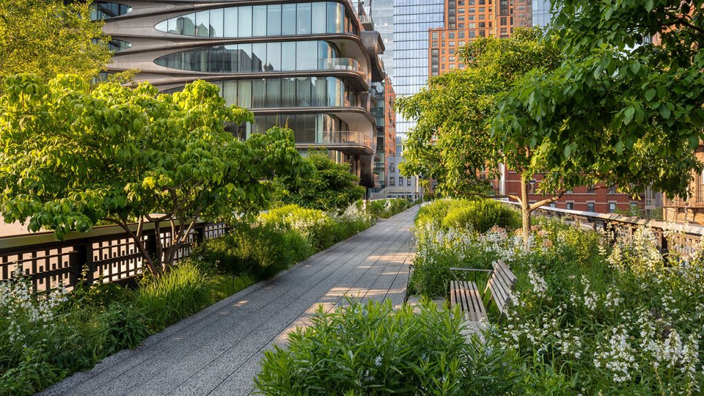 The High Line, greenery surrounding it. 