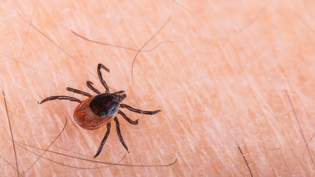 In a Heavy Tick Season, Here Are 4 Things to Know