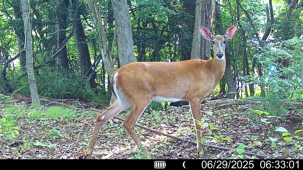 A photo of a deer, captured by an automated camera