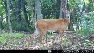 Tracking the Deer Population: A New Camera Technique