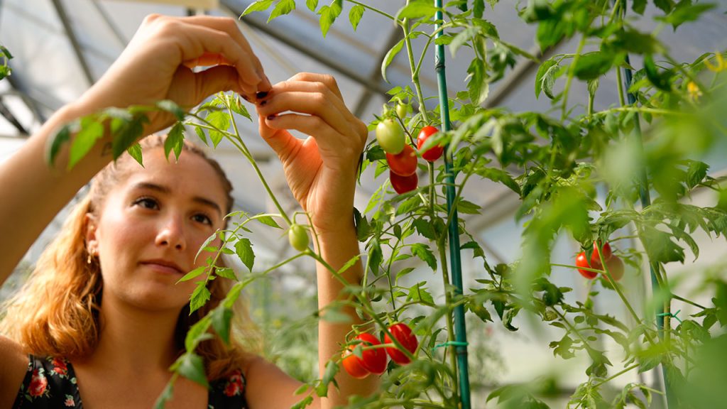 How Hot Is Too Hot for Your Tomato Plants? A woman attends to tomato plants in a greenhouse