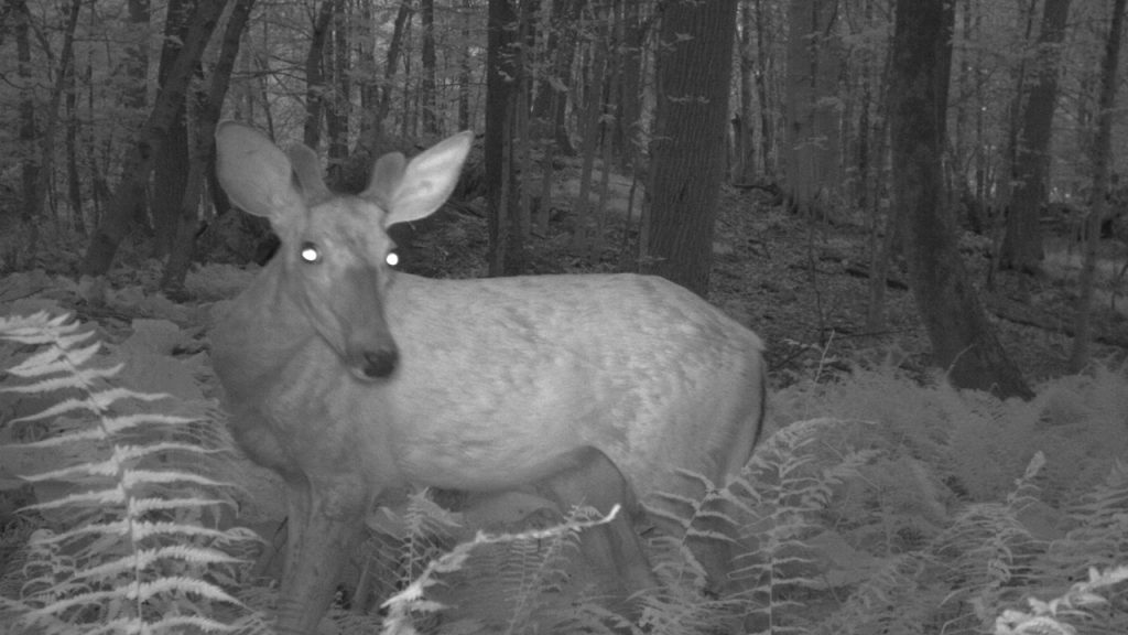 A nighttime deer image