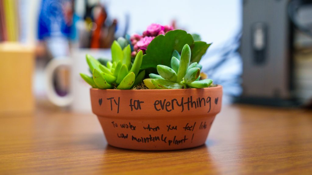 A potted succulent on a table