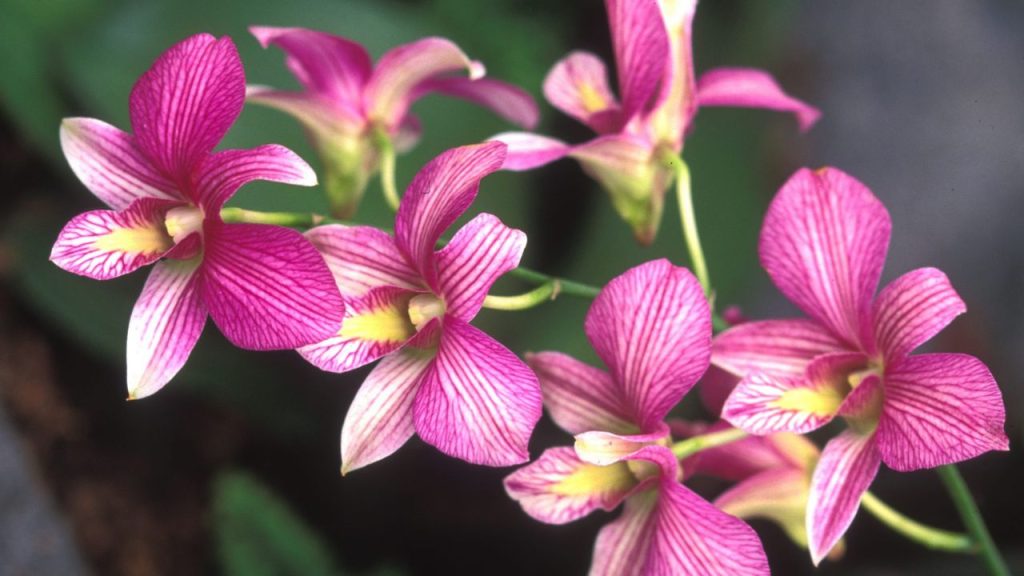 A close-up image of a spray of pink orchids, representing things to do in New York City in March 2026.