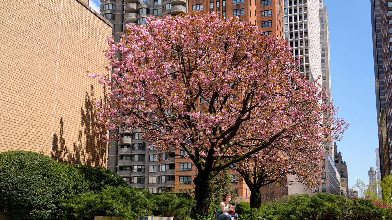 Spring Haike Spring Haiku from Fordham Faculty and Staff