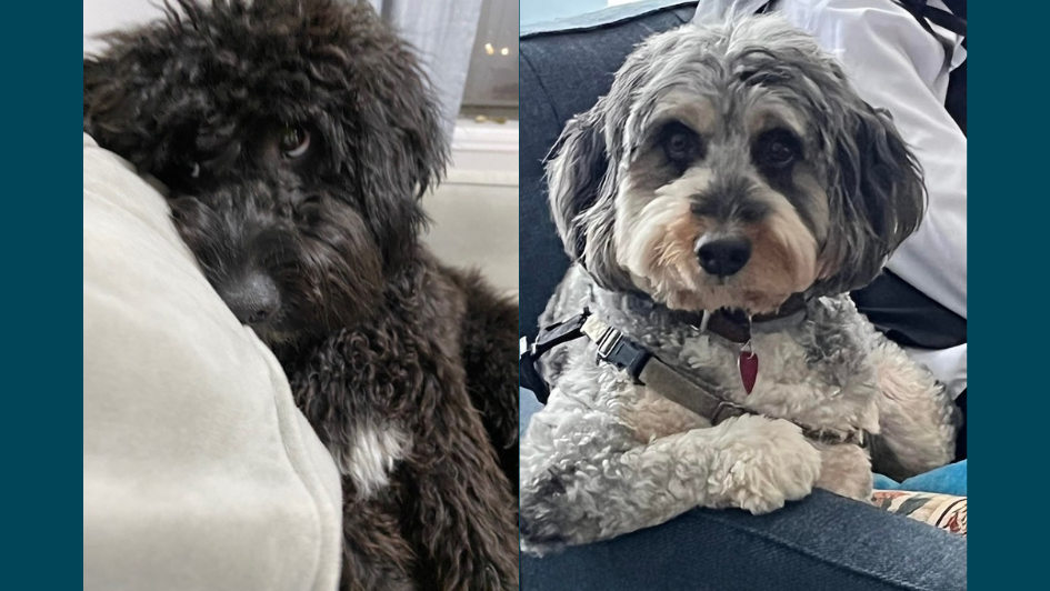 Fordham Pets: The Four-Legged Friends of Faculty and Staff