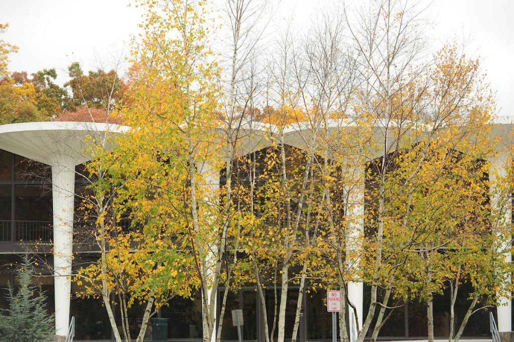 Leaves turning color in the Fall at Fordham's Westchester campus.