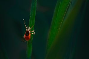 Rams in the News: Explosion in Tick Diseases Spurs Race for Treatment and Prevention