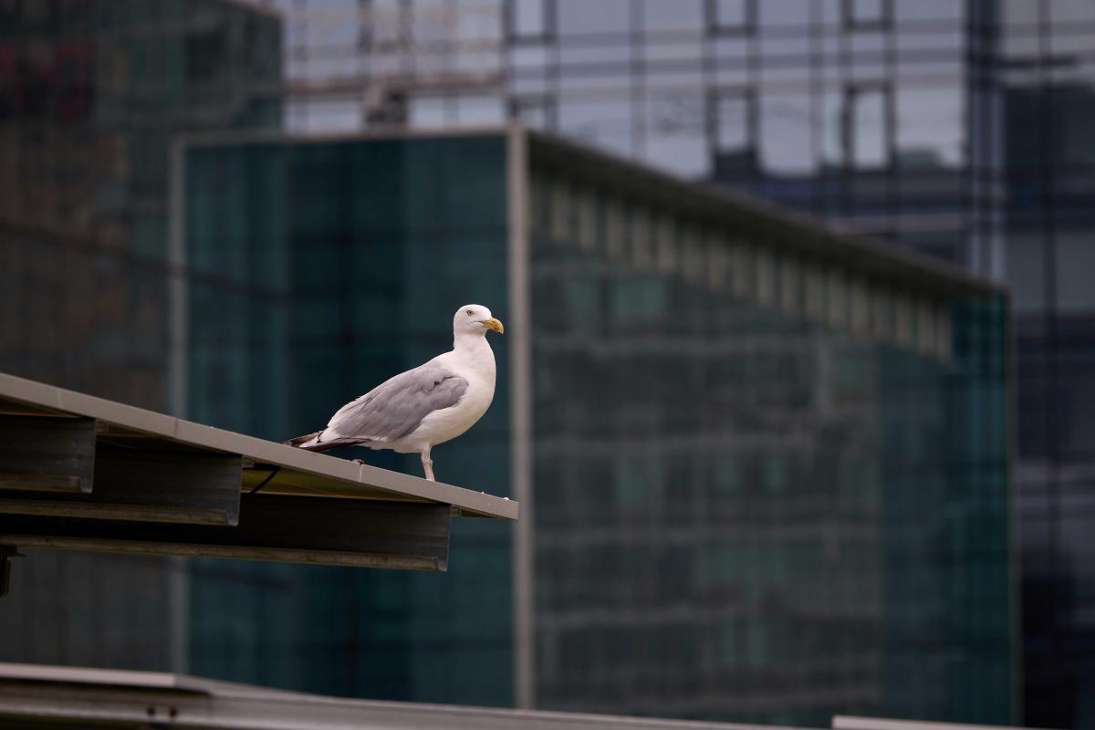 Wildlife on the Javits Center Roofs